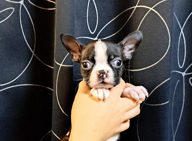 ボストンテリア