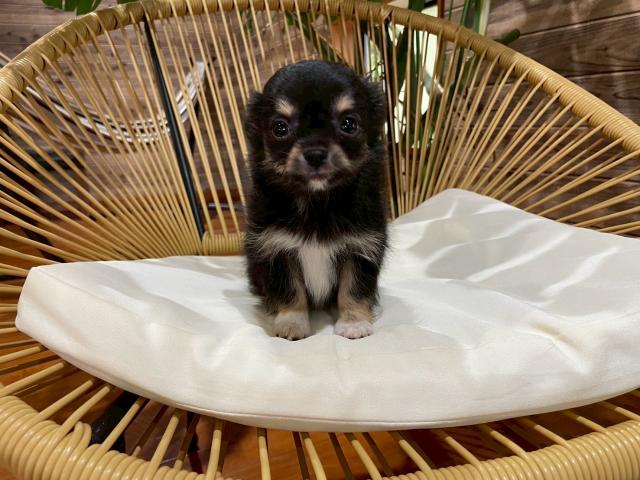 チワワ(ロングコート)