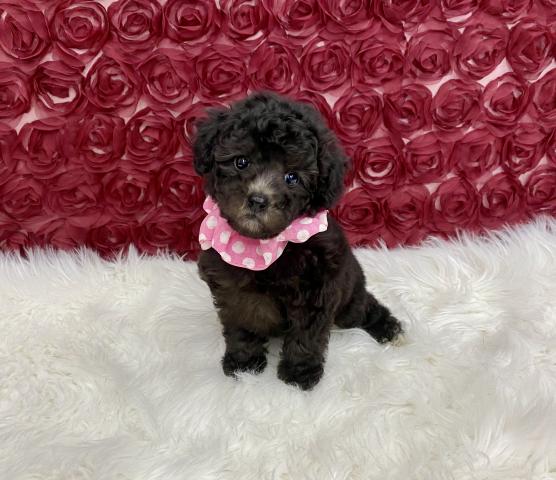 トイプードル成犬時2.0〜2.4kg予想