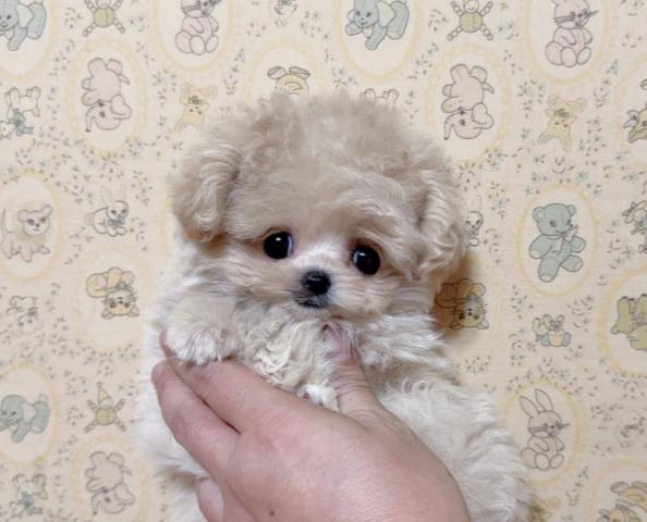MIX❤️凄く凄く可愛いシャンプーパールちゃん❤️