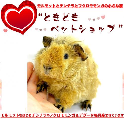 🐹テディモルモット