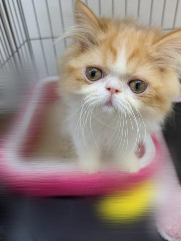 エキゾチックロングヘアー