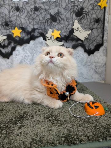 スコティッシュフォールド