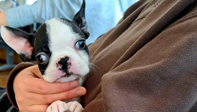 ボストンテリア