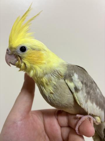 ウロコインコ