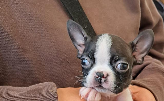 ボストンテリア