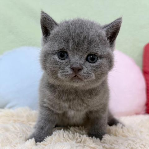 ブリティッシュショートヘア