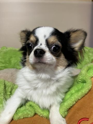 チワワ（ロングコート）