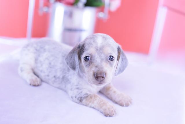 ミニチュアダックスフンド　スムース