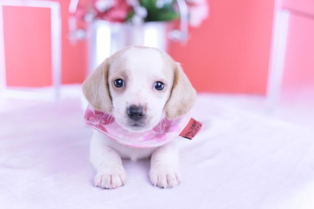 ミニチュアダックスフンド　スムース