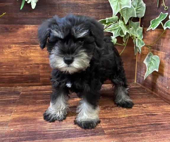 ミニチュアシュナウザー