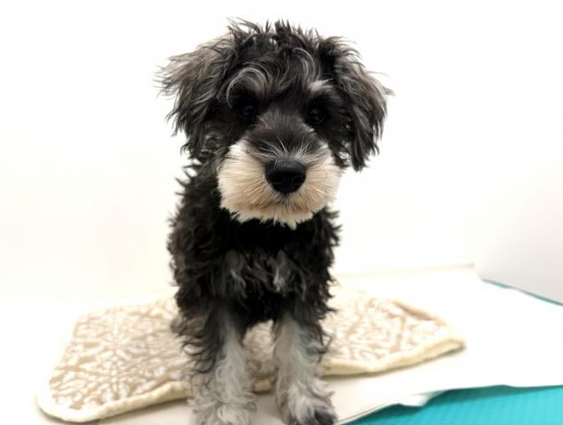 ミニチュアシュナウザー