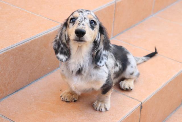 ミニチュアダックスフンド