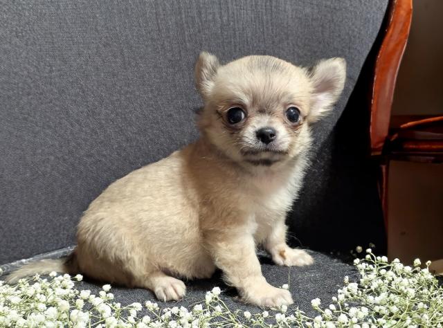 チワワ（ロングコート）