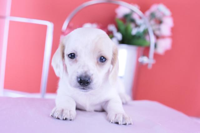 ミニチュアダックスフンド　スムース