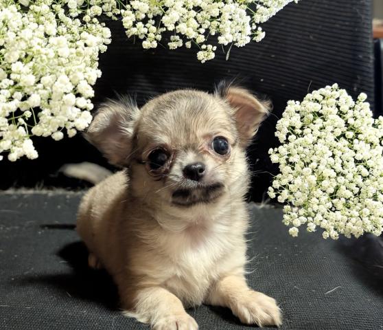 チワワ（ロングコート）