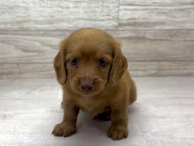 ミニチュアダックスフンド