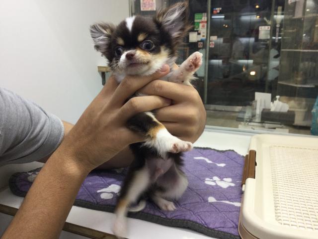 チワワ(ロングコート)