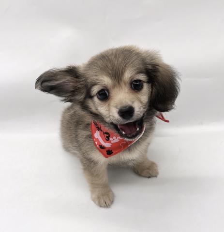 MIXチワワ×カニヘンダックス