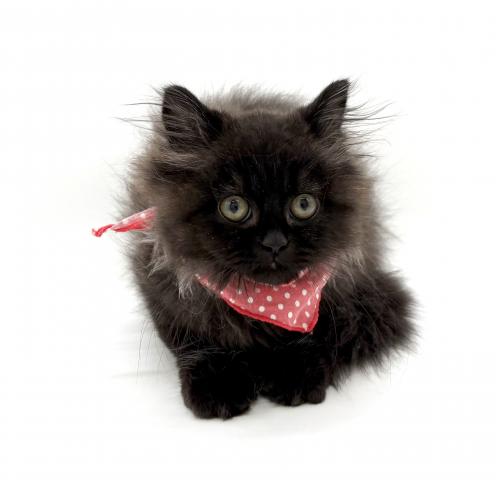 ミヌエット（旧ナポレオン）