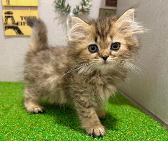 ミヌエット(旧ナポレオン)