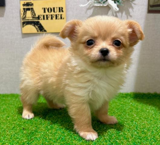 チワワ（ロングコート）