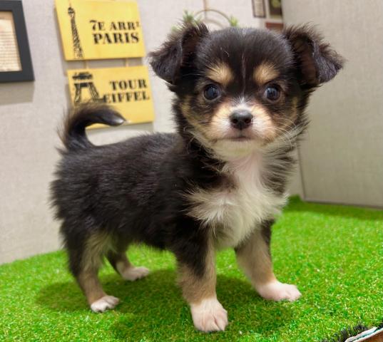 チワワ(ロングコート)