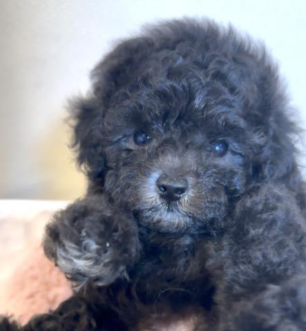 小ぶりタイニープードル✨️スペシャルな女の子♡