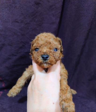 トイプードル☆ティー～タイニーサイズ予想