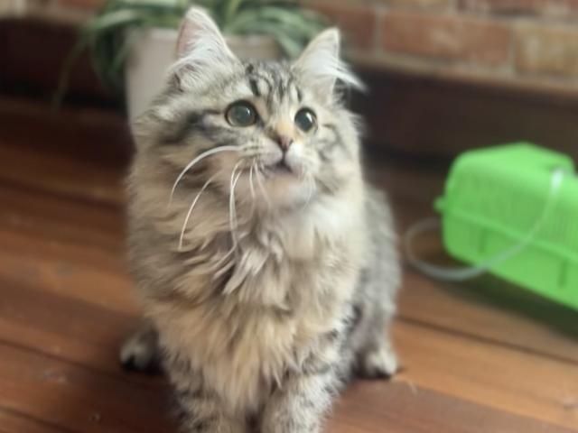 サイベリアンお出掛けお風呂OK☆話題の神メソッド猫☆北海道のほかに東京仙台大阪福岡でお引き渡し可