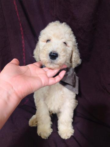 スタンダードプードル