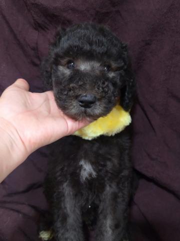 スタンダードプードル