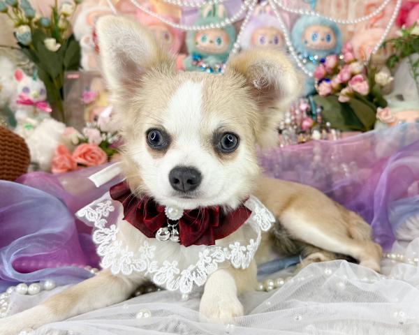 チワワ（ロングコート）