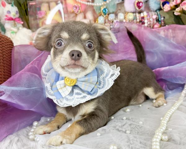 チワワ(ロングコート)