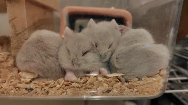 キャンベルハムスター