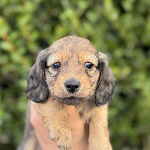 ミニチュアダックスフンド