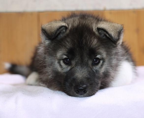 シベリアンハスキー