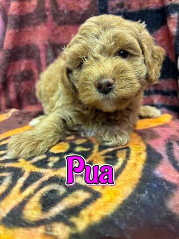 MIXコッカプーF1b