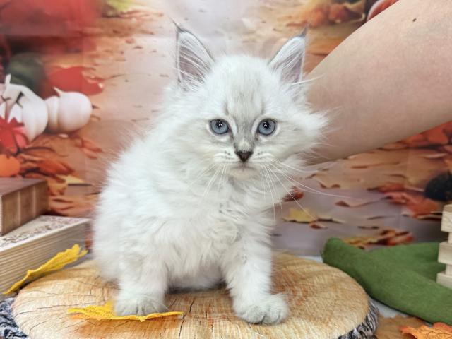 ネヴァマスカレード