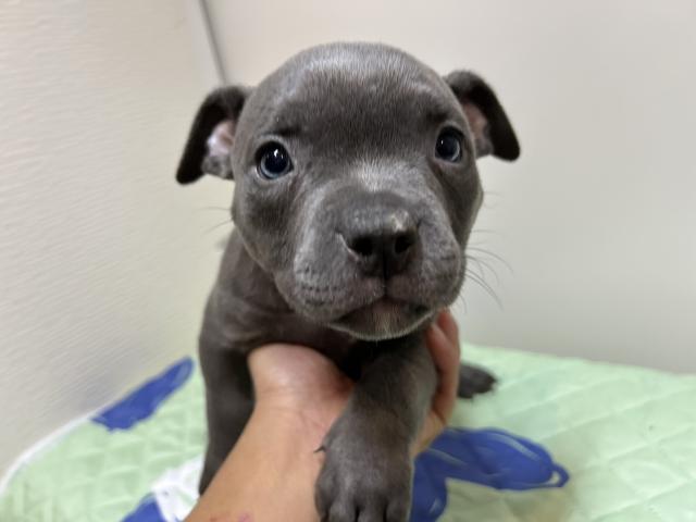 エキゾチックブリー