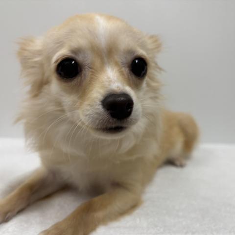 チワワ（ロングコート）