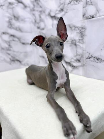 イタリアングレーハウンド【10/31お写真、動画更新！】Special price‼️風のように軽やか♡ブルーホワイト美男子発見！