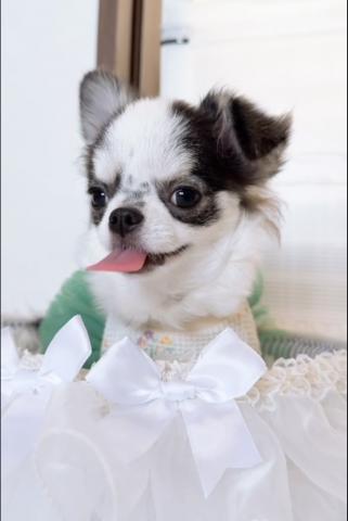 チワワ(ロングコート)