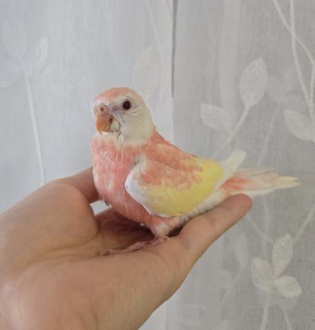 アキクサインコ