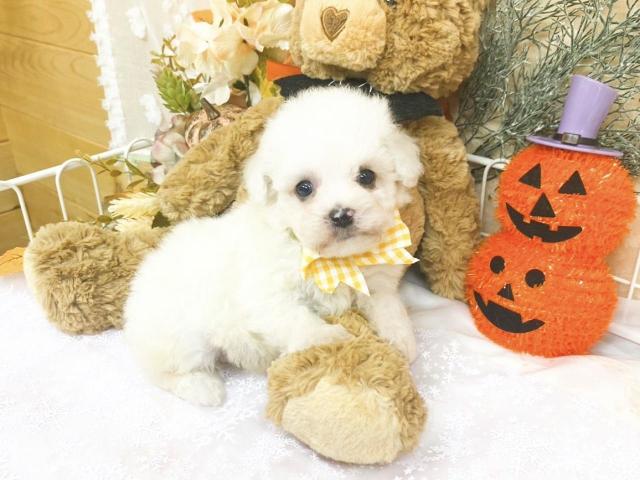 ビションフリーゼ