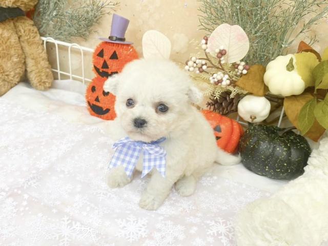 ビションフリーゼ