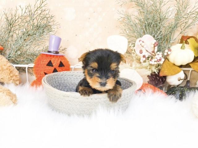 ヨークシャーテリア