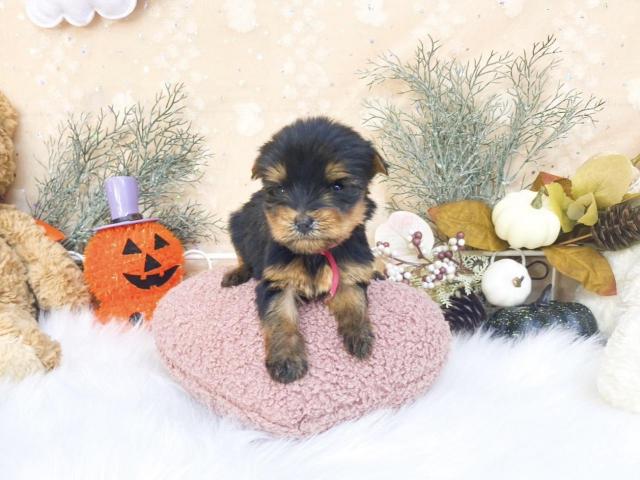 ヨークシャーテリア