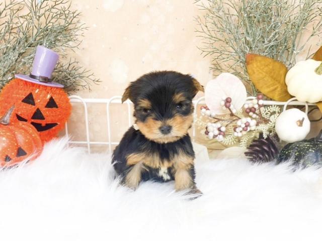 ヨークシャーテリア