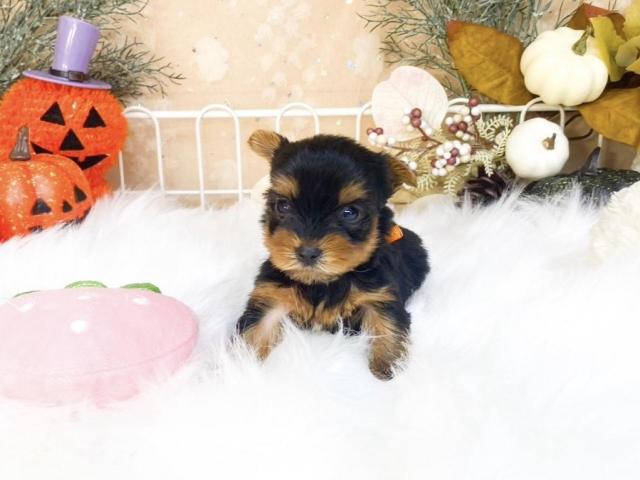 ヨークシャーテリア